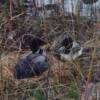 Two loons on 1st Bay of Saganaga Lake..............Pretty, but don't get too close.....looks like they are guarding the nest in this picture...........