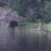 It was about 5 in the morning, and foggy.......so foggy, you could not see across the lake......After searching my mind for that that wonderful smell could possibly be.....I figured it out......spearmint.  Across the lake, these two Moose were munching on spearmint.  WHAT a great smell.