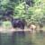 Moose picture from Slate Lake