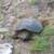 Momma turtle, laying her eggs........DIRECTLY on the path to our tent.  